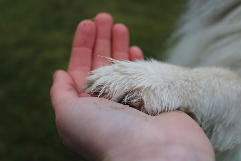 paw 6916413 1280 768x512