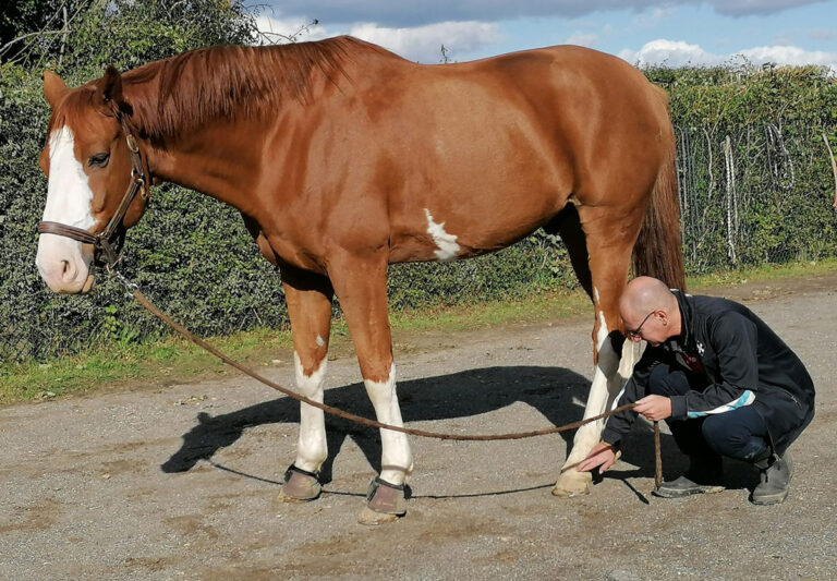 Hugues De Paoli kinesiologue animal 768x533